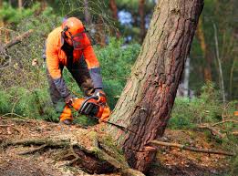 How Our Tree Care Process Works  in  Mattydale, NY