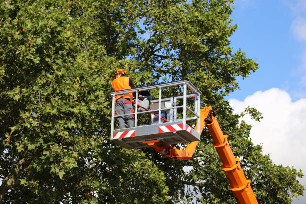 Best Tree and Shrub Care  in Mattydale, NY