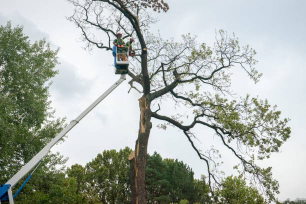 Best Fruit Tree Pruning  in Mattydale, NY