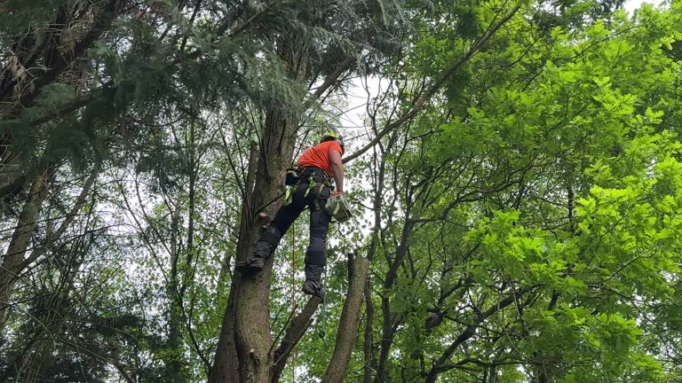 Best Seasonal Cleanup (Spring/Fall)  in Mattydale, NY