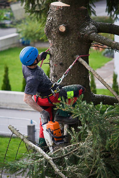 Best Lawn Pest Prevention  in Mattydale, NY