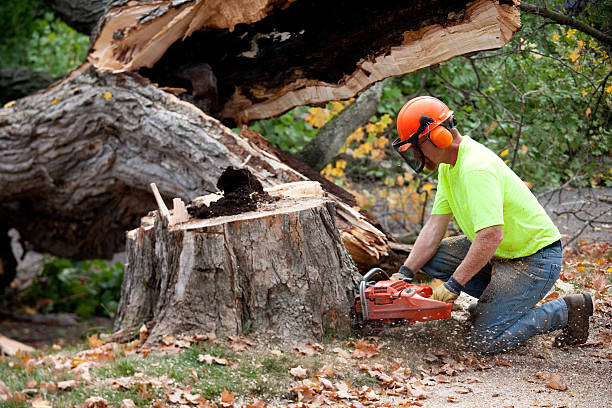 Best Tree and Shrub Care  in Mattydale, NY