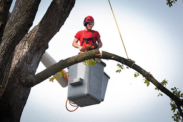 Professional Tree Removal in Mattydale, NY